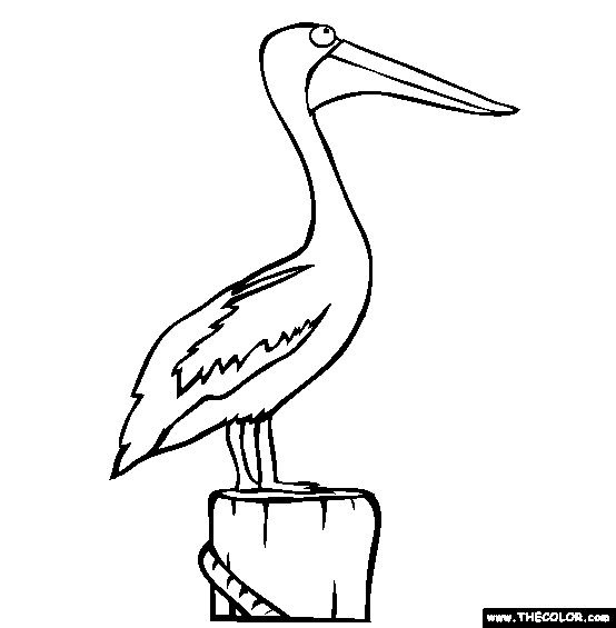 Perched Pelican Coloring Page