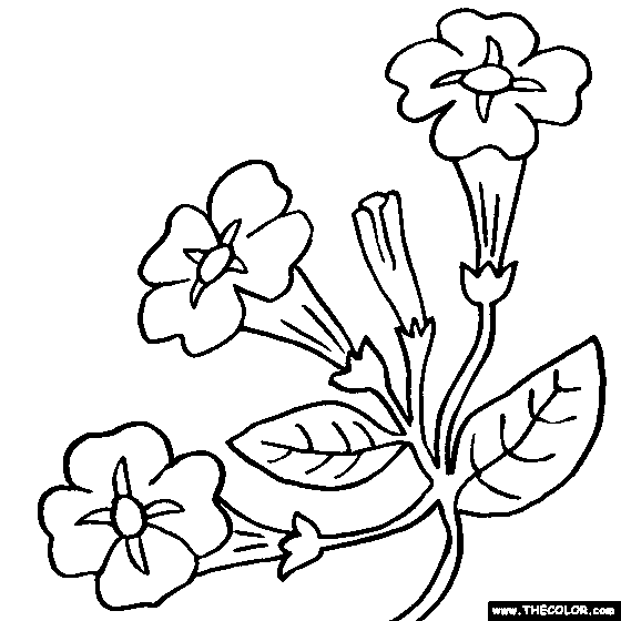 Petunia Flower Coloring Page
