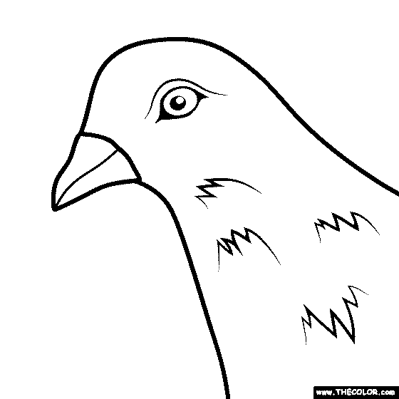 Pigeon Coloring Page