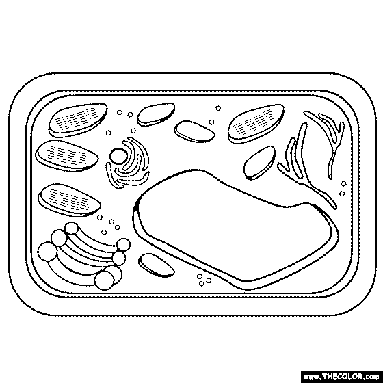 Plant Cell Coloring Page