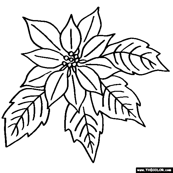 Poinsettia Flower Coloring Page | Color Poinsettia