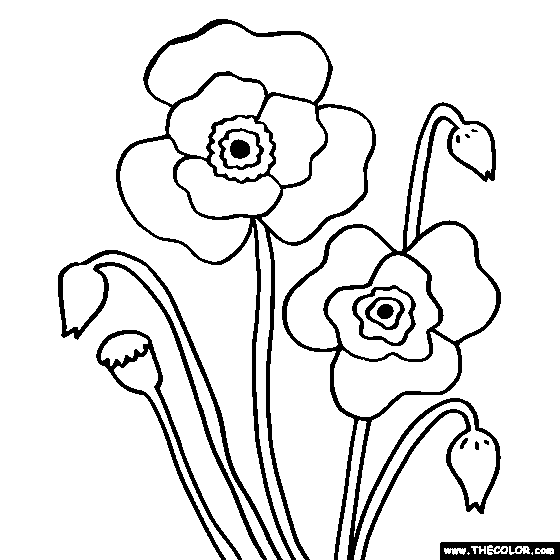 Poppy Flower Coloring