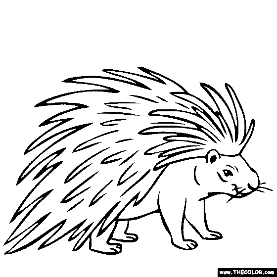 Porcupine Coloring Page