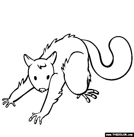 Possum Coloring Page