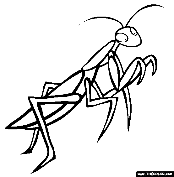 Praying Mantis Coloring Page