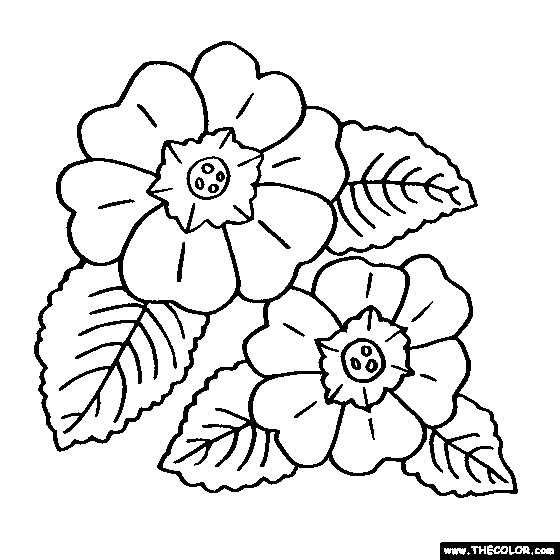 Primula Flower Coloring Page
