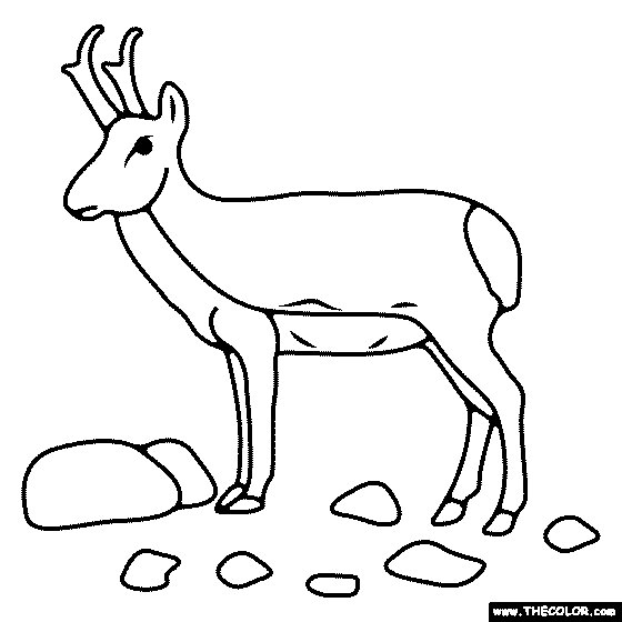 Pronghorn Coloring Page