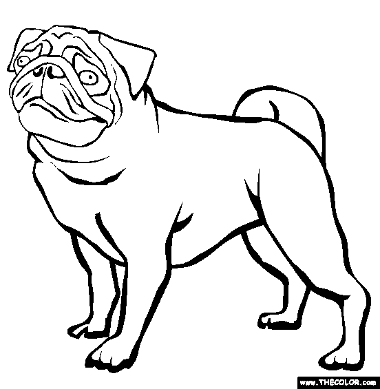 Pug Coloring Page