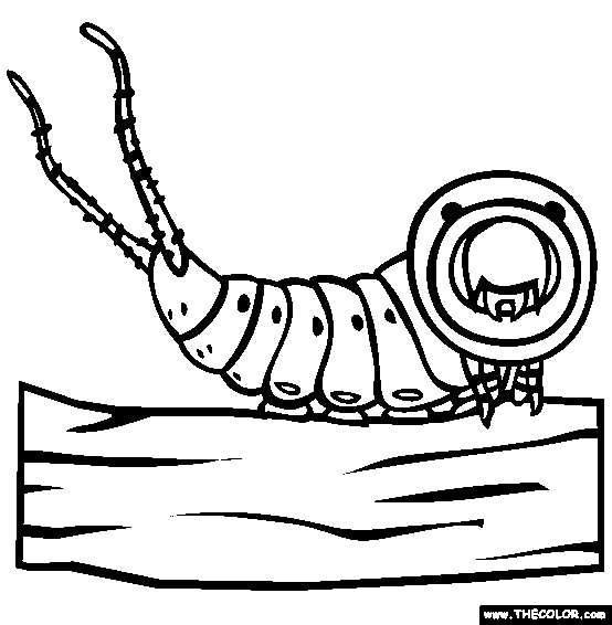 Puss Moth Catepillar Coloring Page