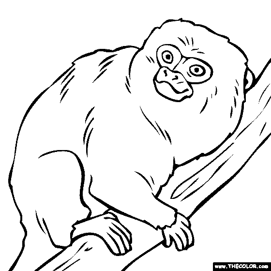 Pygmy Marmoset Monkey Coloring Page