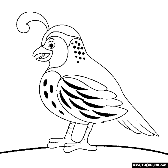 Quail Coloring Page