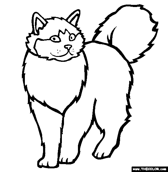 Ragdoll Breed Cat Online Coloring Page