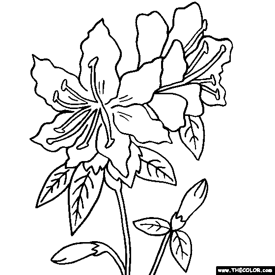 Rhododendron Flower Coloring Page