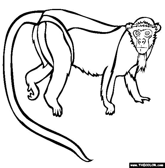 Roloway Monkey Coloring Page