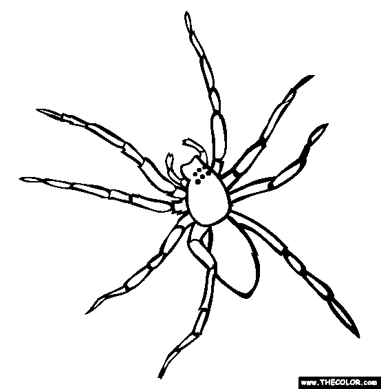 Sac Spider Coloring Page