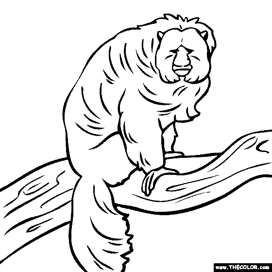 Saki Monkey Coloring Page