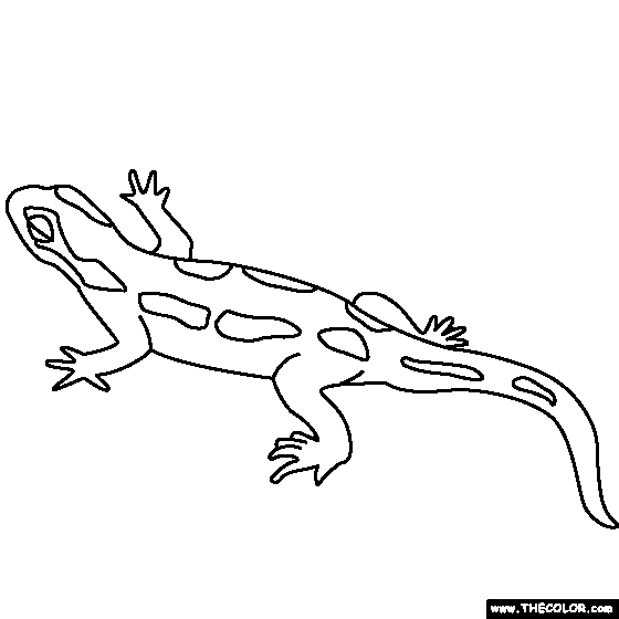 Salamander Coloring Page