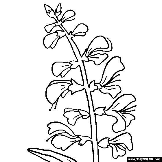 Salvia Flower Coloring Page, Color Salvia Flower