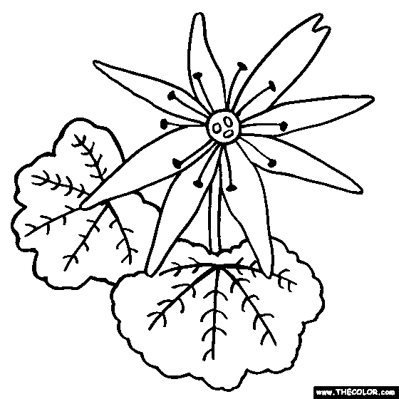 Saxifraga Flower Coloring Page, Saxifraga Color 