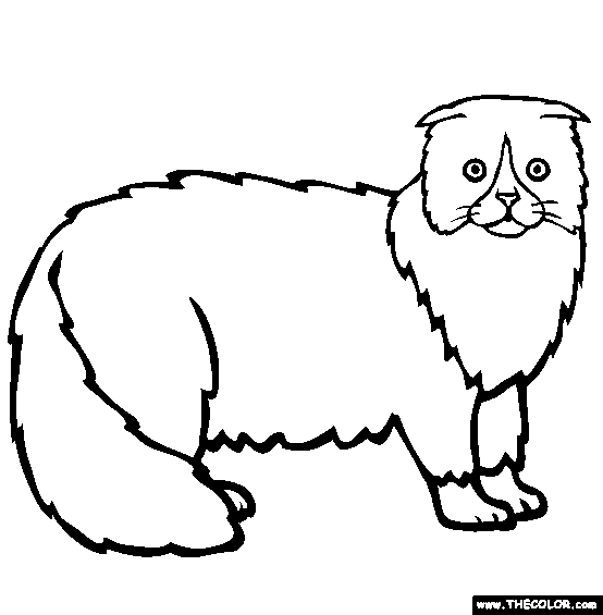 Scottish Fold Breed Cat Online Coloring Page