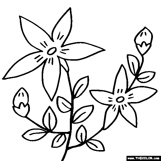 Sedum Flower Coloring Page, Sedum Coloring Page 