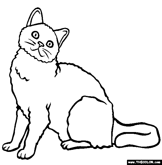 Selkirk Rex Breed Cat Online Coloring Page