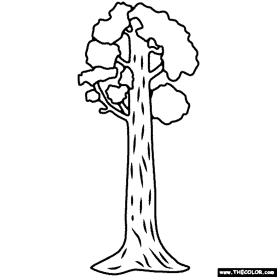 Sequoia Tree Coloring Page