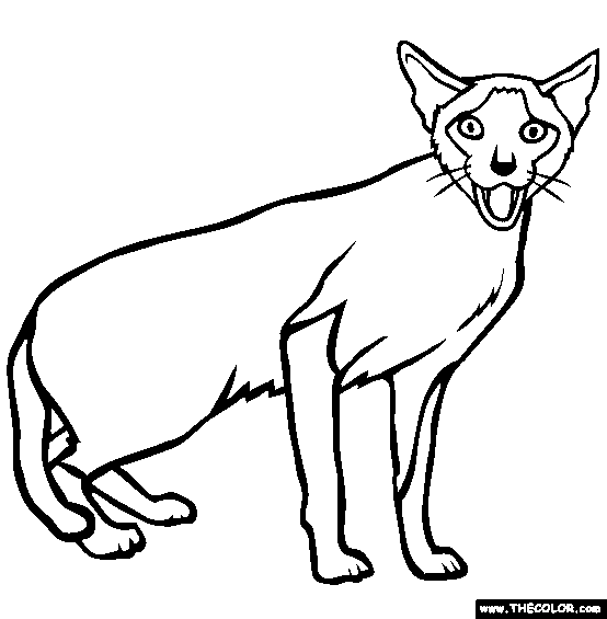 Siamese Breed Cat Online Coloring Page