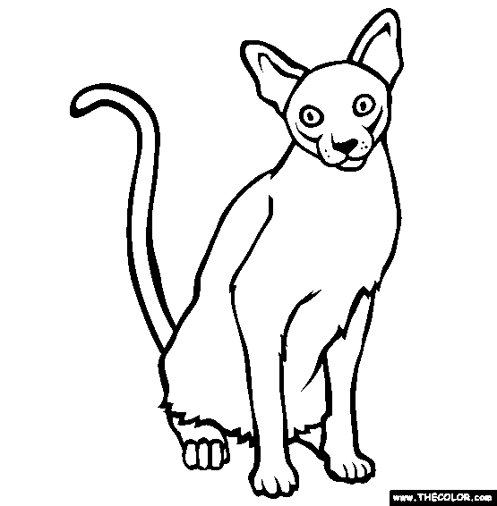 Singapura Breed Cat Online Coloring Page
