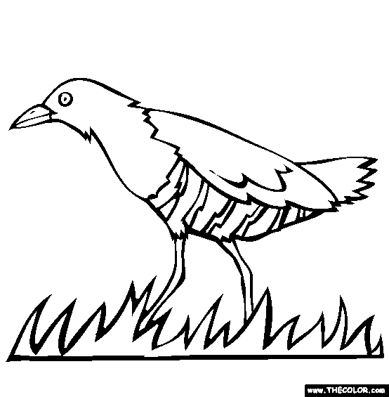 Slaty Legged Crake Coloring Page