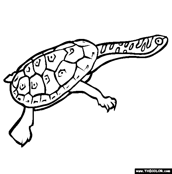 Snake Necked Turtle Coloring Page