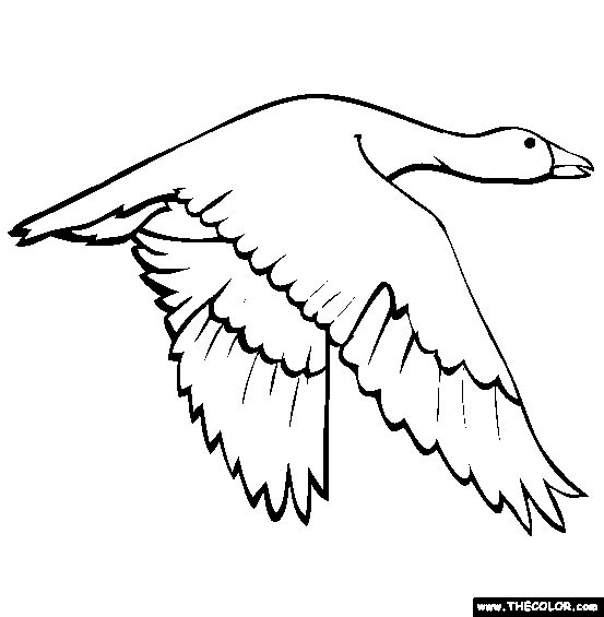 Snow Goose Coloring Page