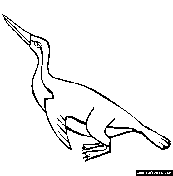 Sphenisciformes Coloring Page