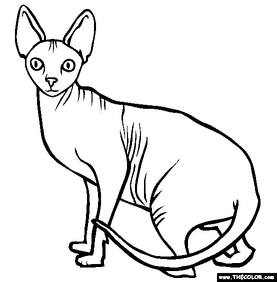 Sphynx Breed Cat Online Coloring Page