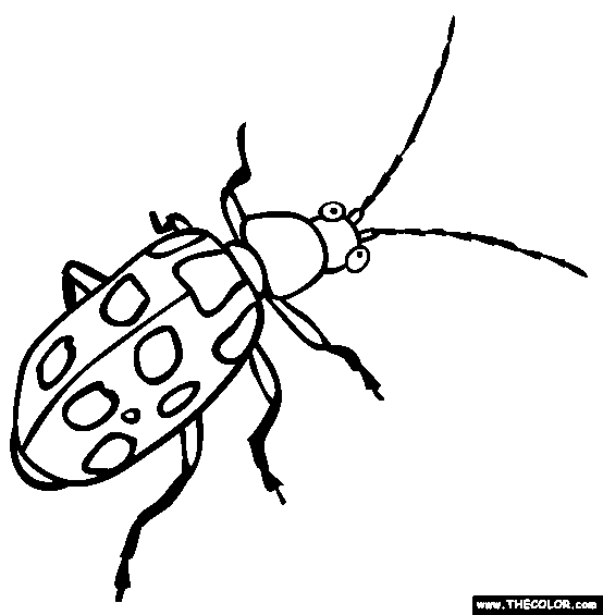 Spotted Cucumber Beetle Coloring Page