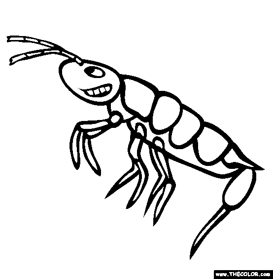 Springtail Coloring Page