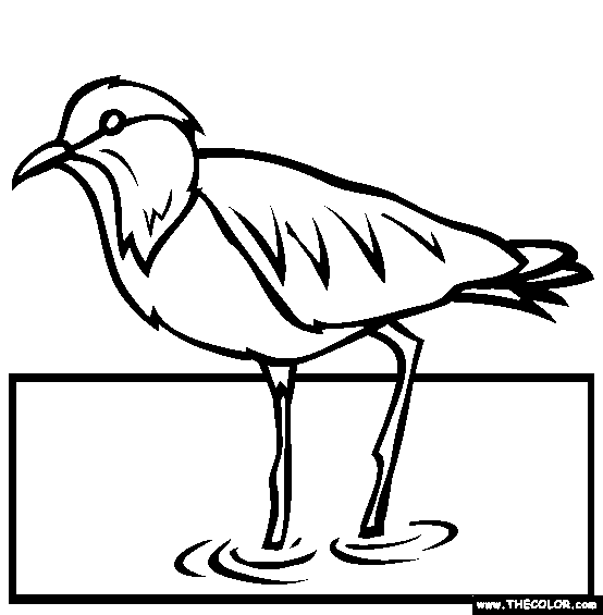Spur Winged Plover Coloring Page