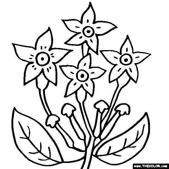 Stephanotis Flower Coloring Page,Stephanotis Color