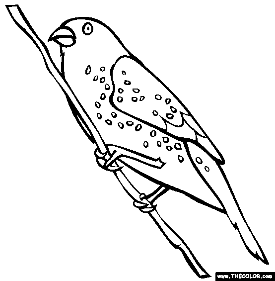 Strawberry Finch Coloring Page
