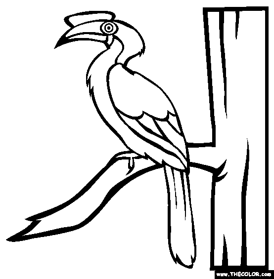 Sulu Hornbill Coloring Page