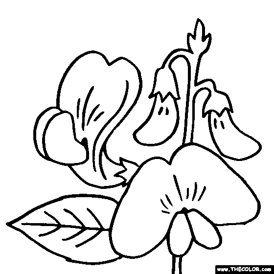 Sweat-Peas Flower Coloring Page, Color Sweat-Peas 