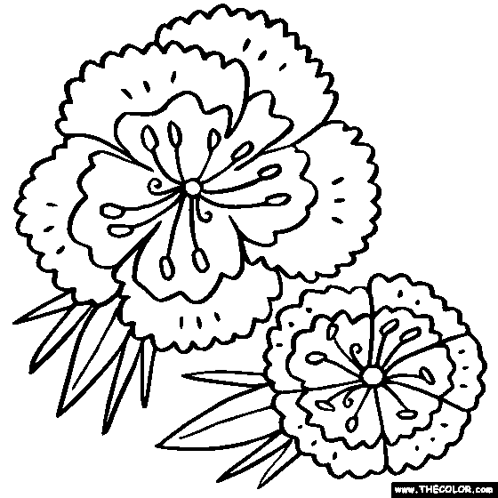 Sweet-William Flower Coloring Page, Sweet-William 