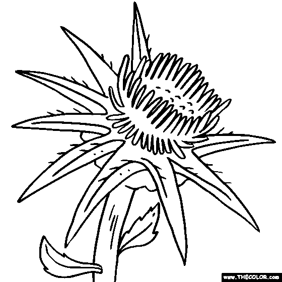 Thistle Flower Coloring Page,Thistle Coloring Page