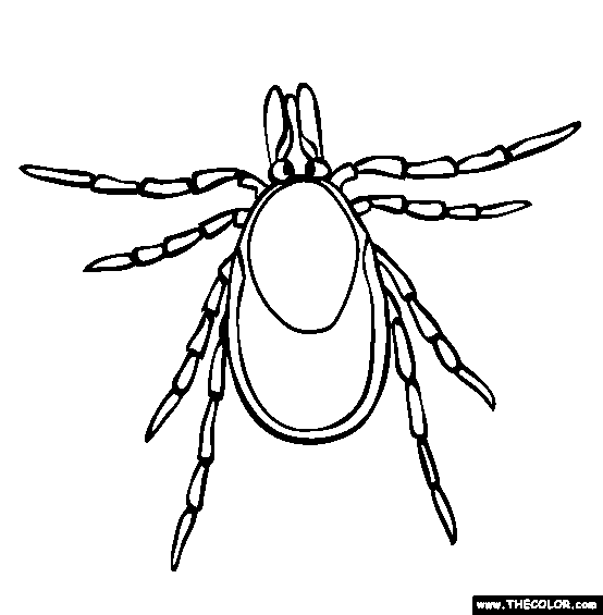 Tick Coloring Page