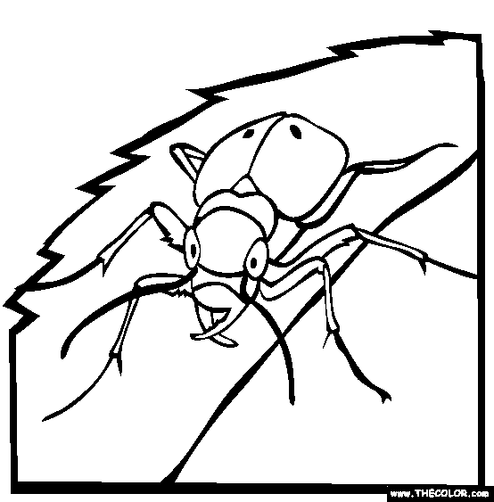 Tiger Beetle Coloring Page