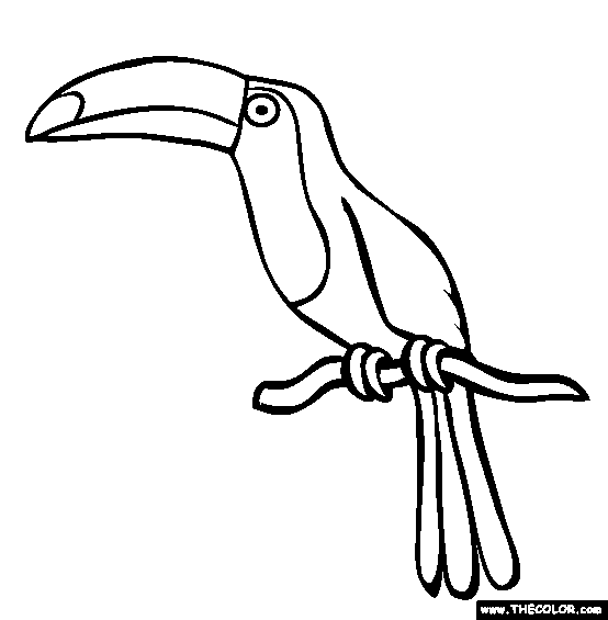 Toucan Coloring Page