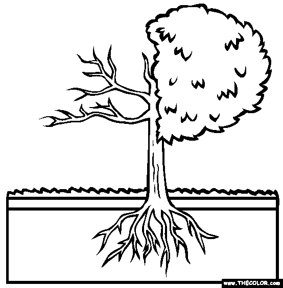 Tree Anatomy Coloring Page