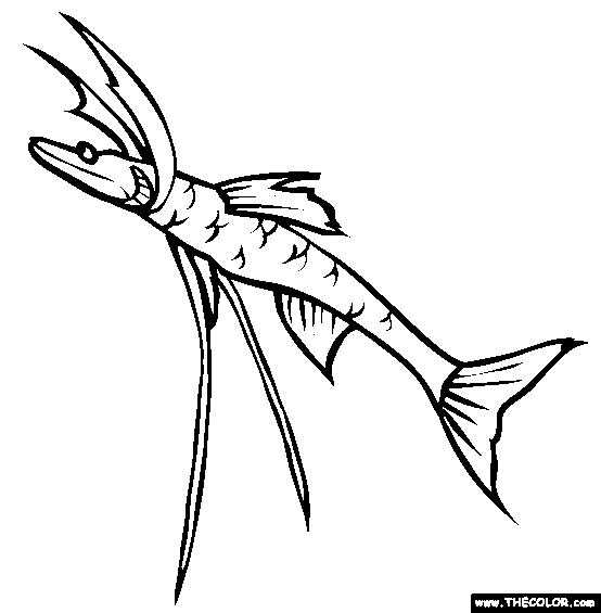 Tripod Fish Coloring Page