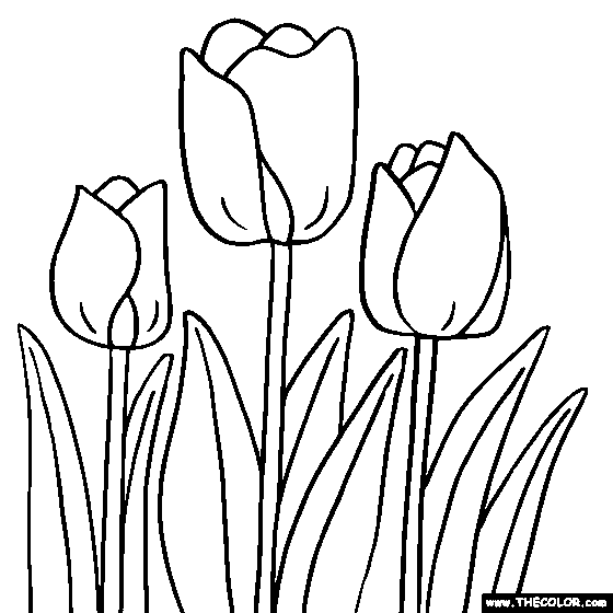 Tulip Flower Coloring Page, Tulip Coloring Page