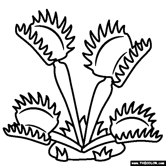 Venus Fly Trap Coloring Page